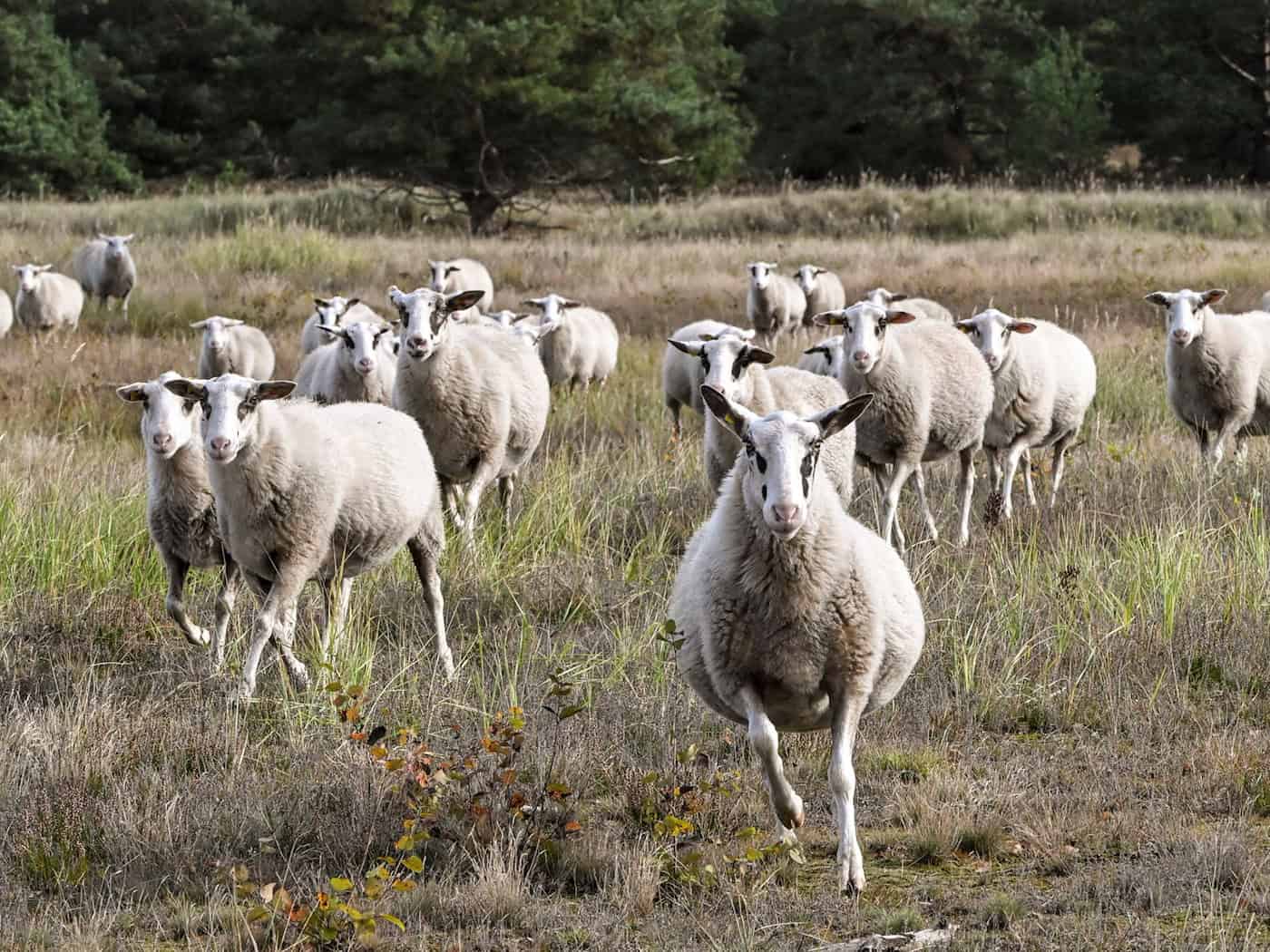 Husky-Mischlinge greifen Schafherde an – zwei Tiere tot