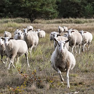 Husky-Mischlinge greifen Schafherde an – zwei Tiere tot