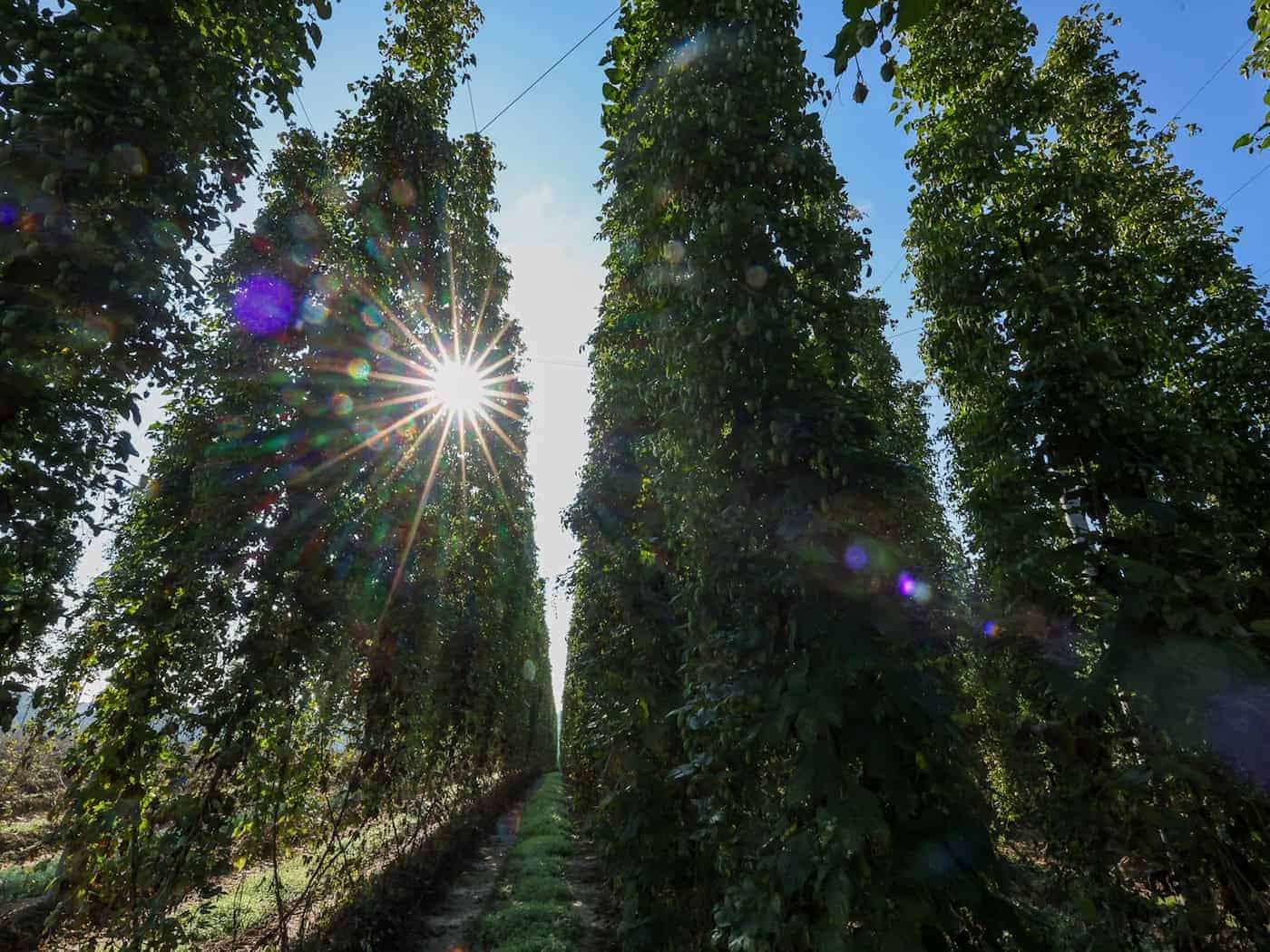 Niedrigere Hopfenernte wegen Hitze und Trockenheit erwartet