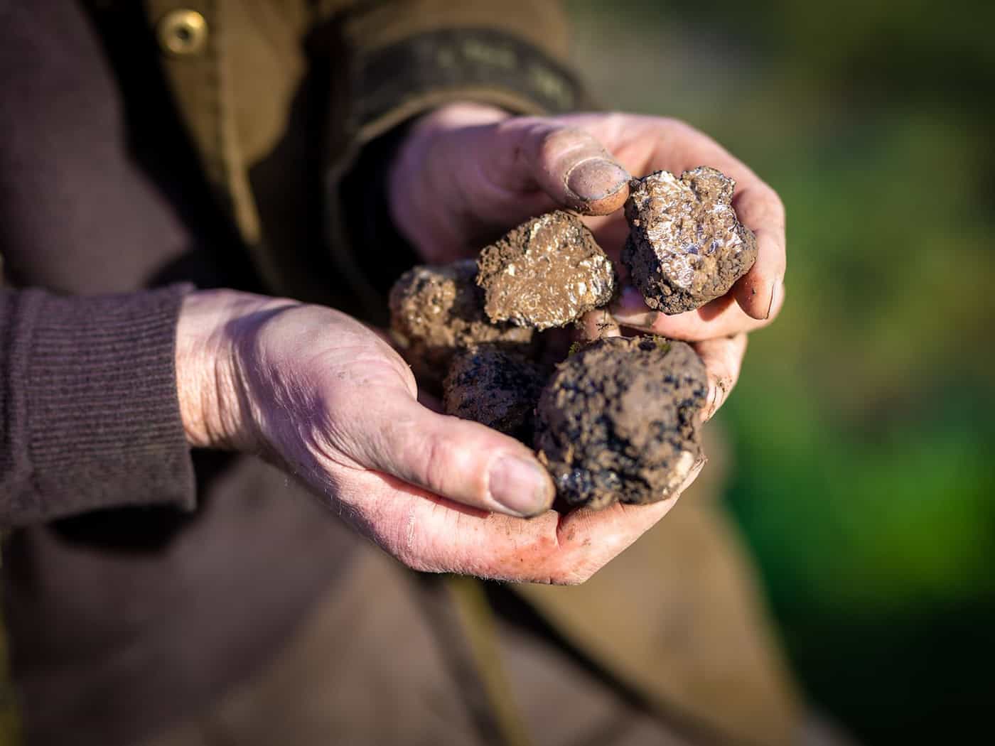Trüffelplantagen in Thüringen sollen schneller Pilze liefern