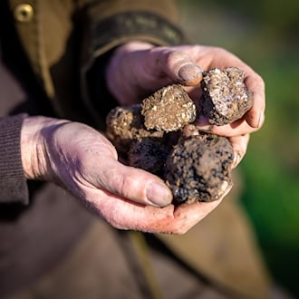Trüffelplantagen in Thüringen sollen schneller Pilze liefern