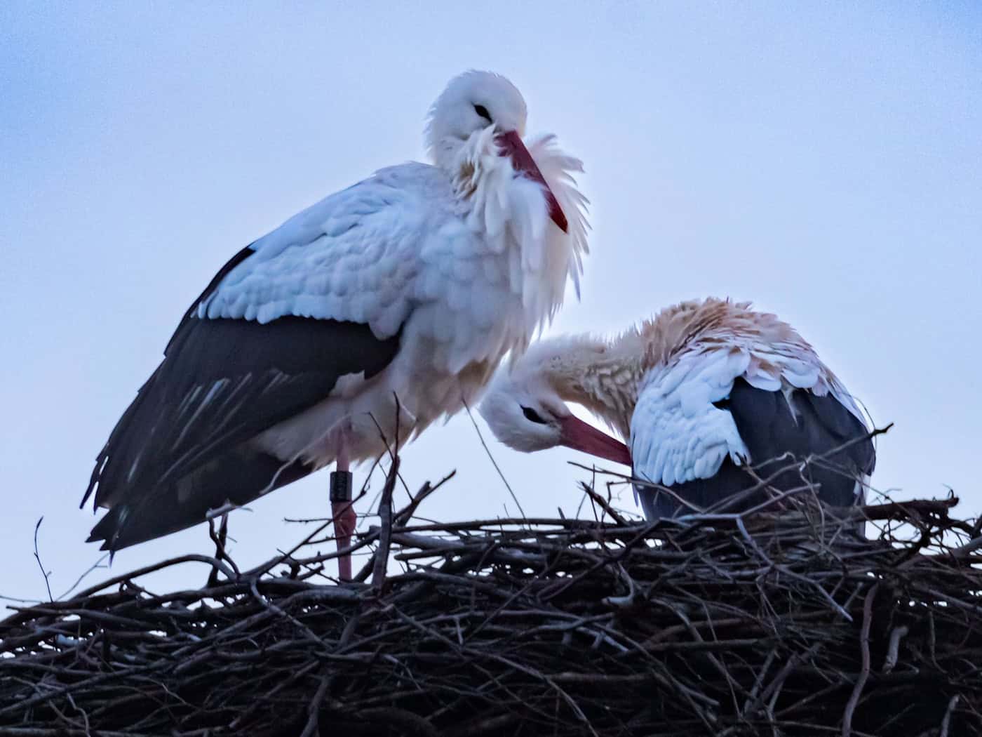 Warum manche Vögel auf den Zug nach Süden verzichten