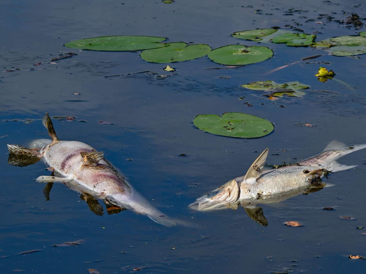 Mehrere tote Fische in Thüringen nach Hitze und Niedrigwasser