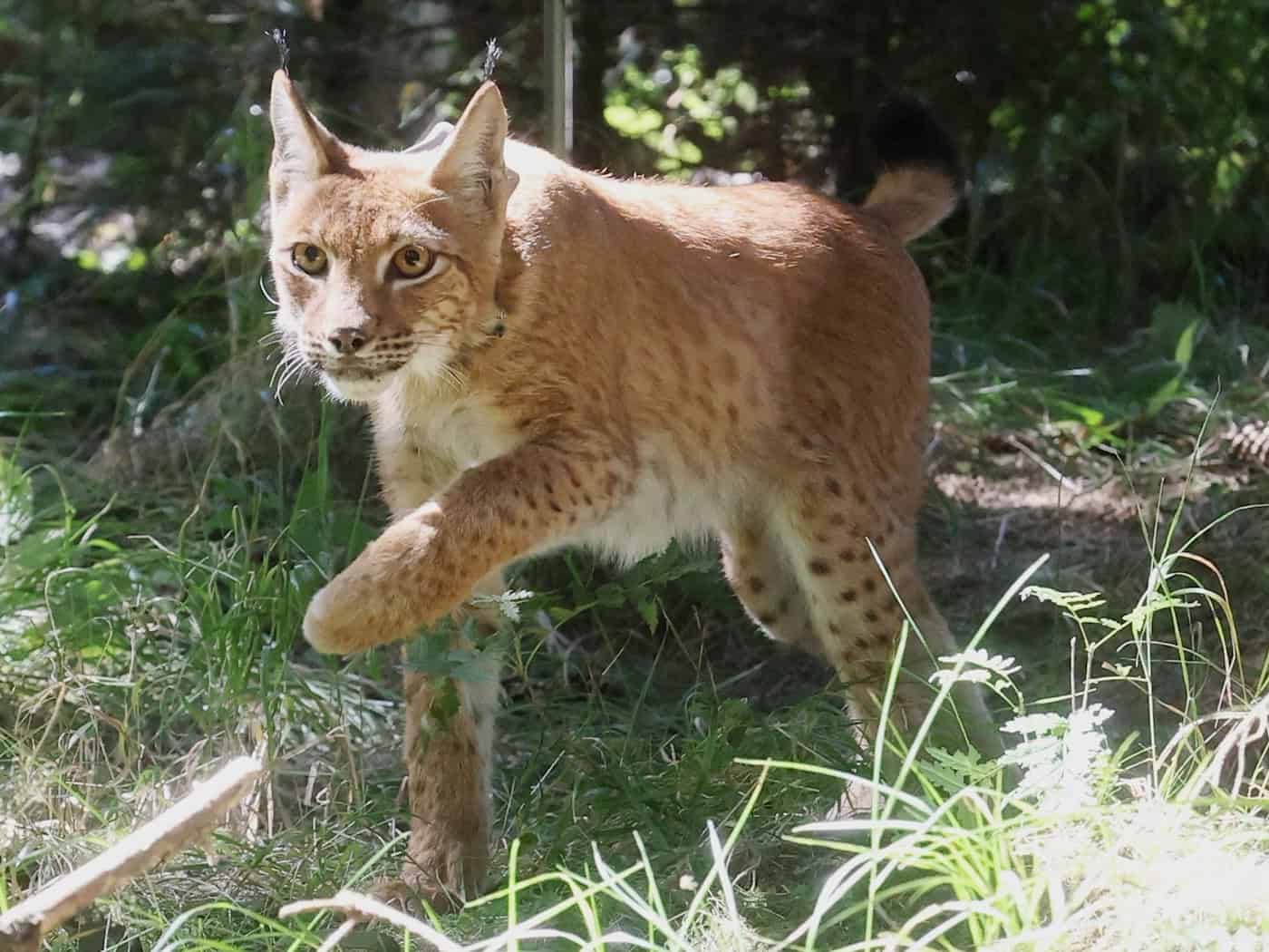 Zwei Luchs-Weibchen im Thüringer Wald bei Oberhof ausgewildert