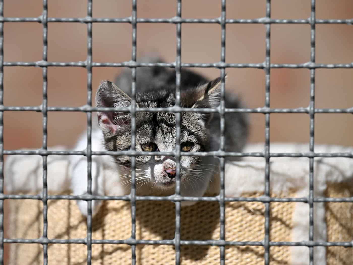 Tierhortung in Thüringen: Behörden melden über 240 betroffene Tiere in zwölf Fällen