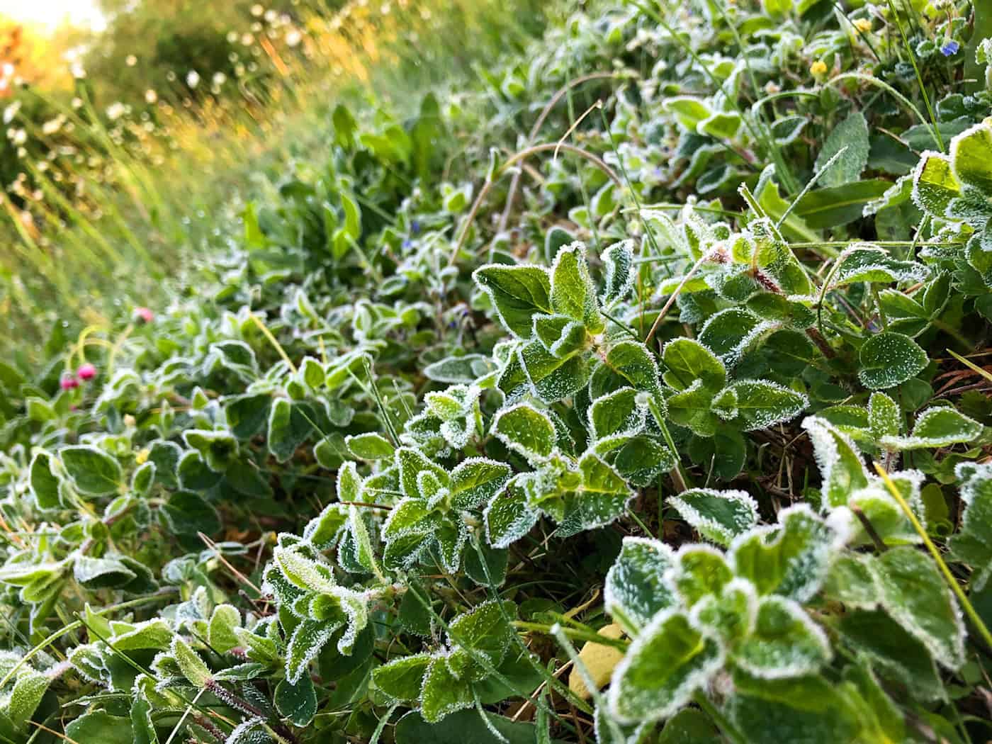 Astronomischer Herbst beginnt – DWD warnt im Süden vor leichtem Frost und lokalem Nebel