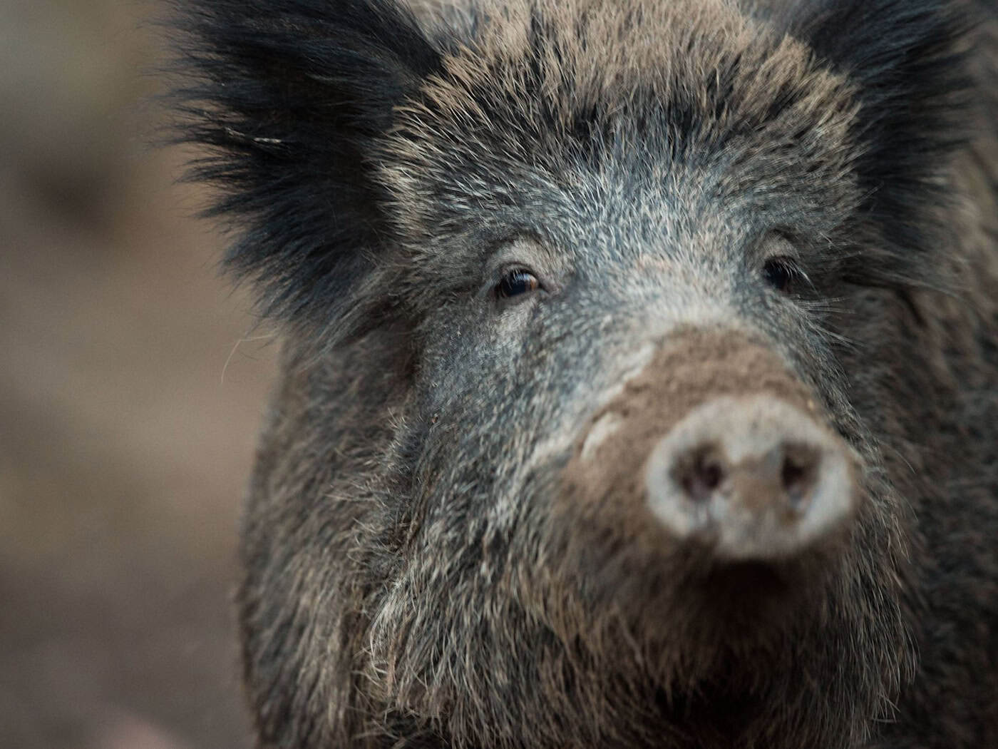 Mehr als 500.000 Euro für Kampf gegen Schweinepest