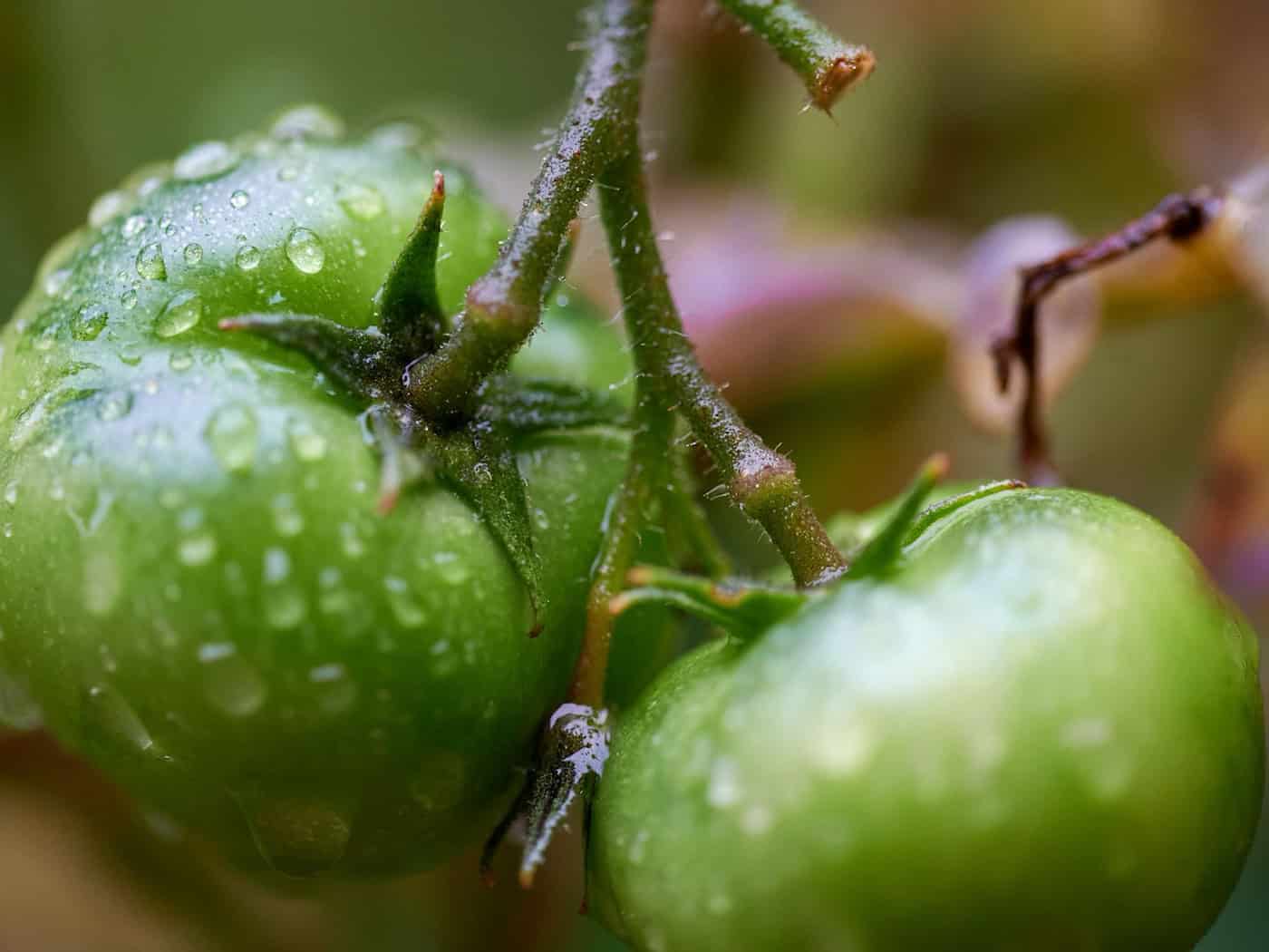 Nachbarschaftsstreit mit Böllern und Tomaten