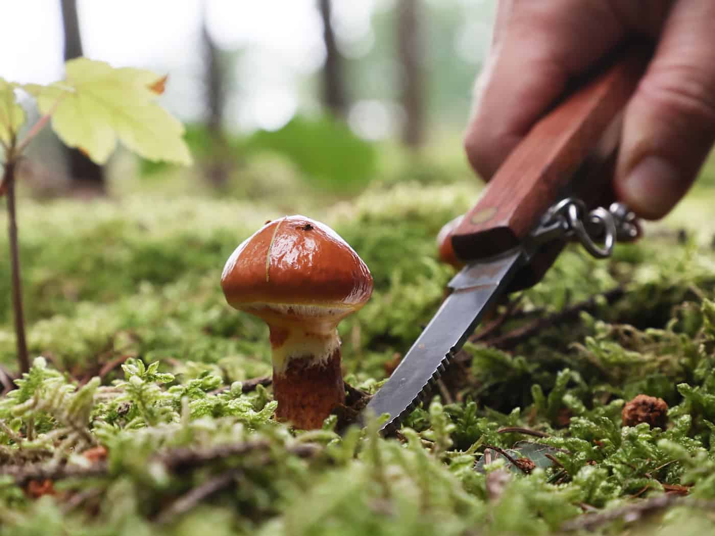 Polizei findet vermisste Frau nach Pilzsuche im Wald