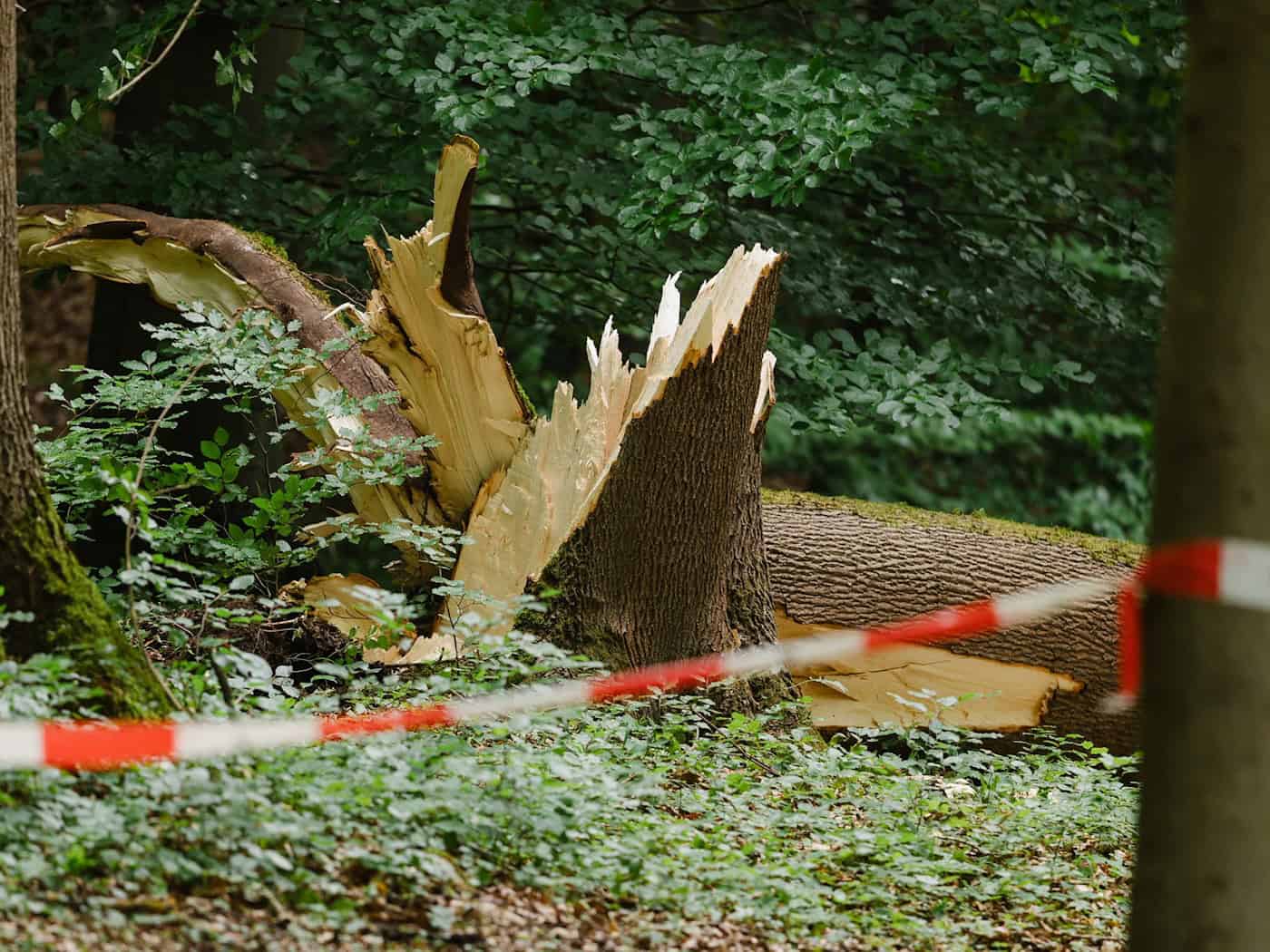 Teilbereiche im Schlosspark Altenstein weiter gesperrt