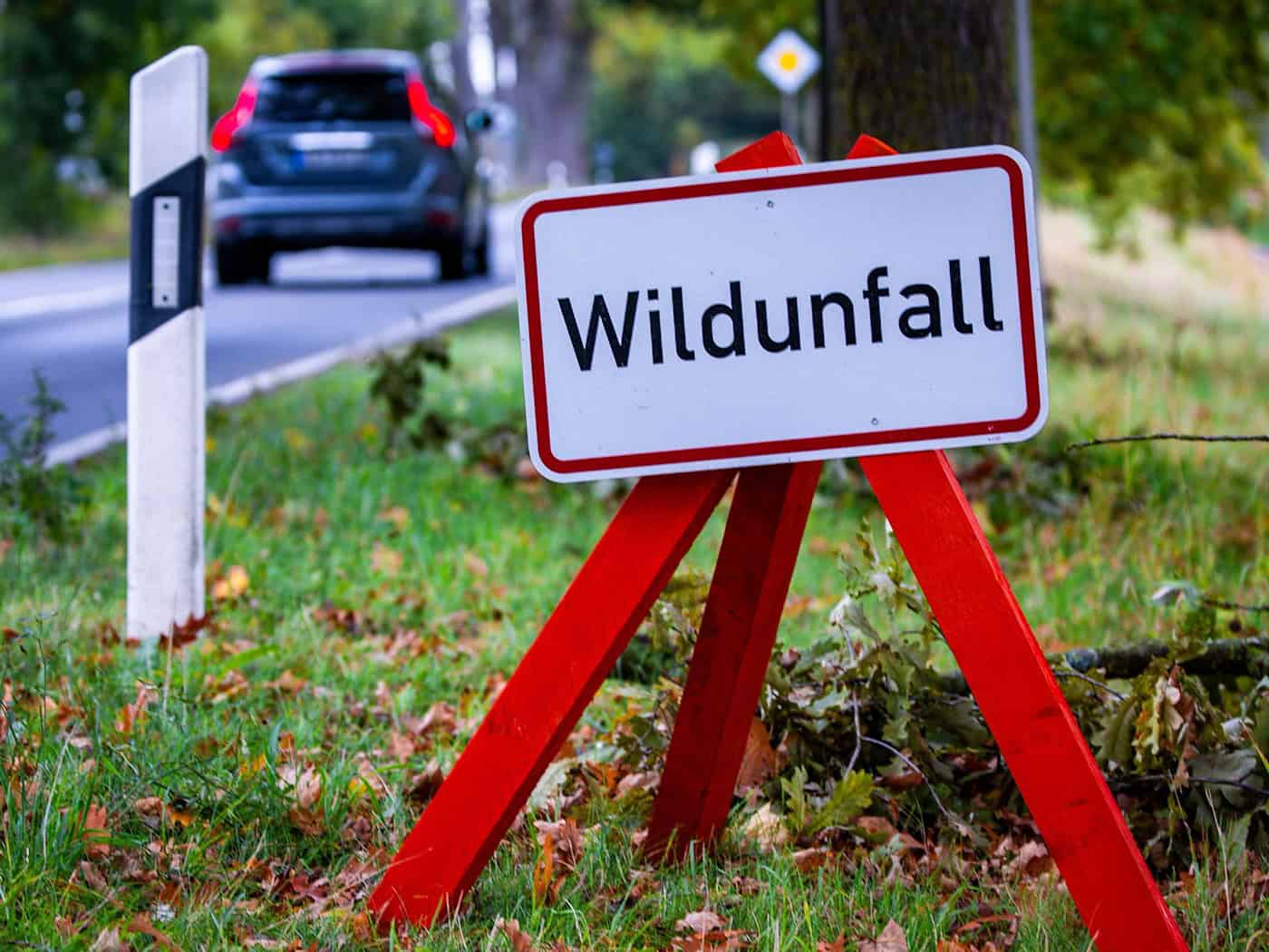 Wildunfälle auf Thüringens Straßen - das rät die Polizei