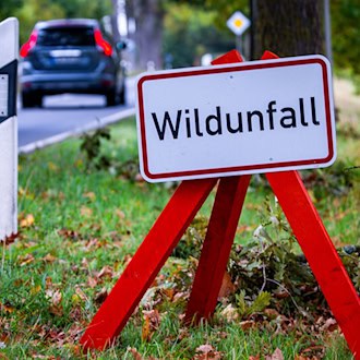 Wildunfälle auf Thüringens Straßen - das rät die Polizei