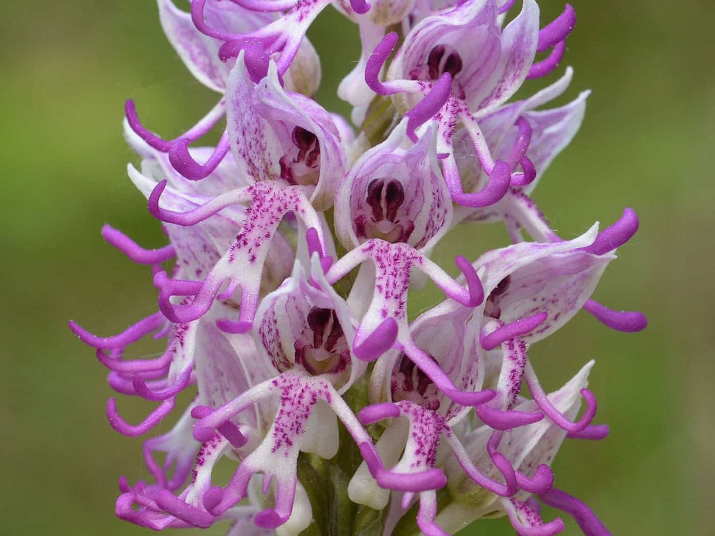 Affen-Knabenkraut wird Orchidee des Jahres 2027