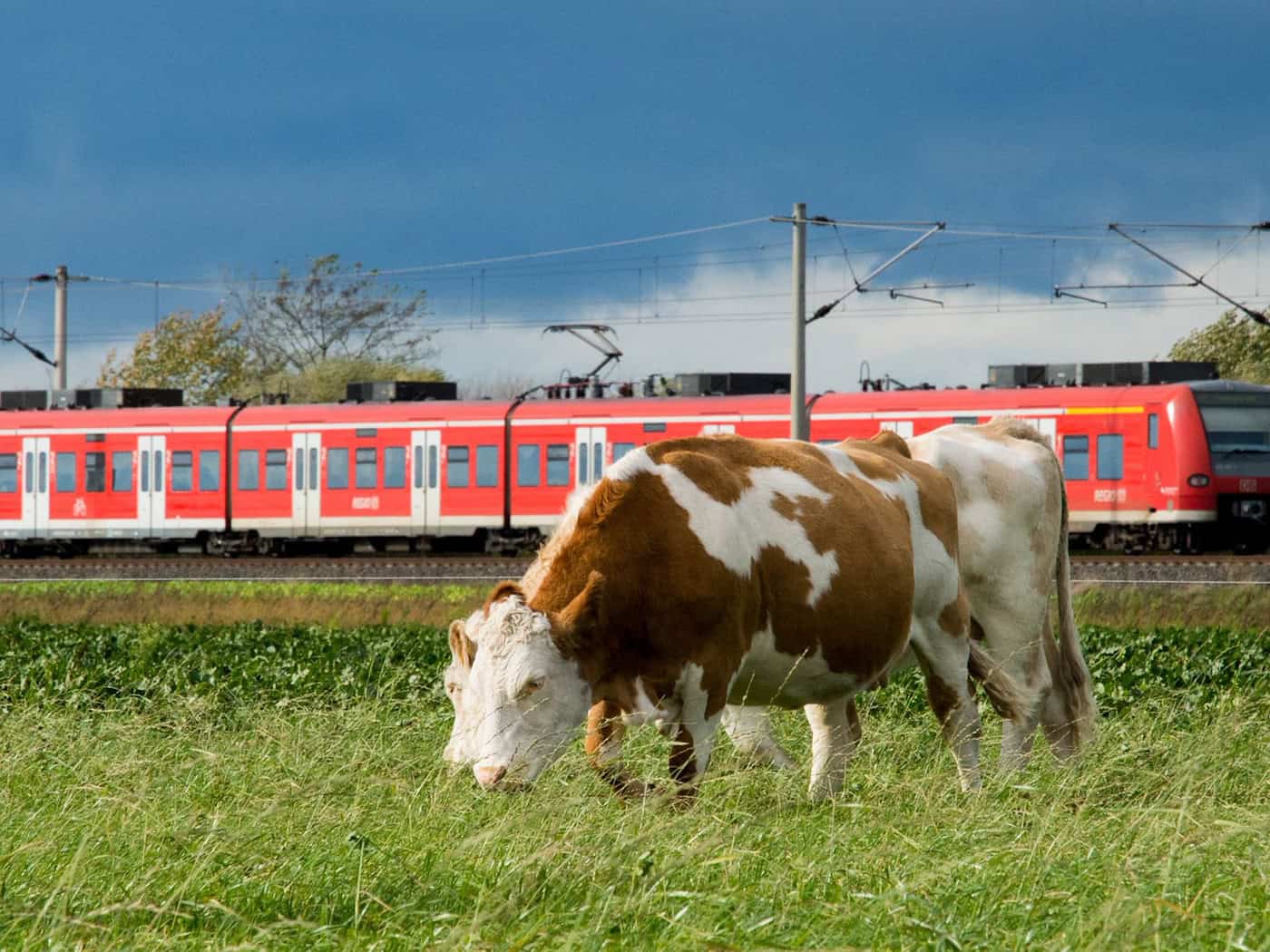 Ausgebüxte Rinder stoppen Bahnverkehr kurzzeitig