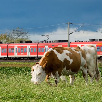 Ausgebüxte Rinder stoppen Bahnverkehr kurzzeitig