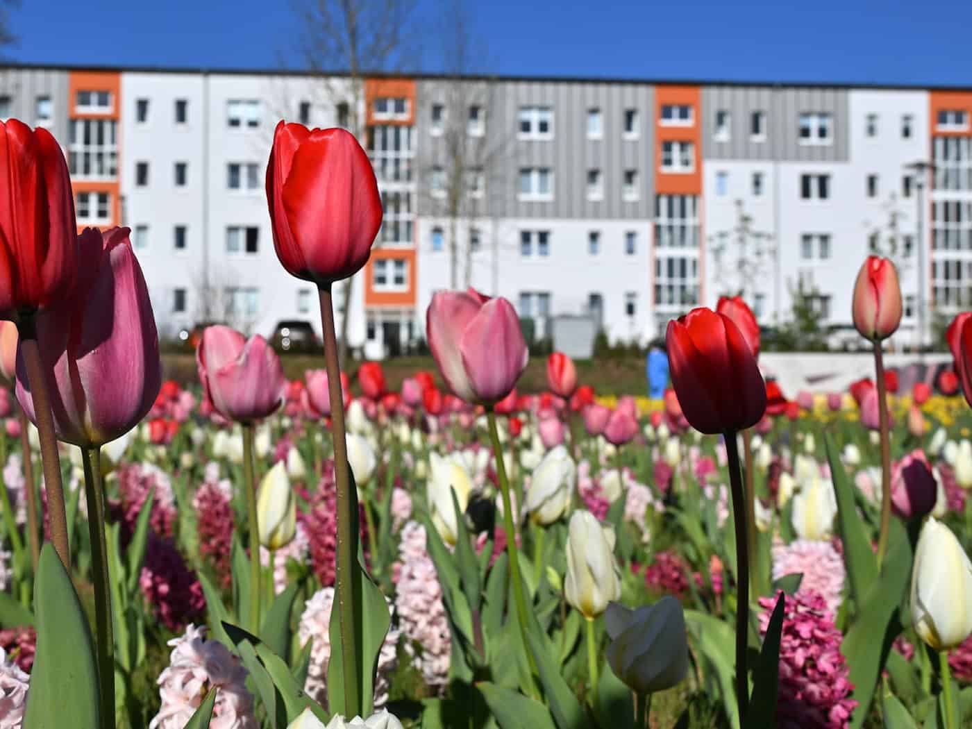 Landesgartenschau in Leinefelde-Worbis endet nach 172 Tagen – rund 290.000 Besucher