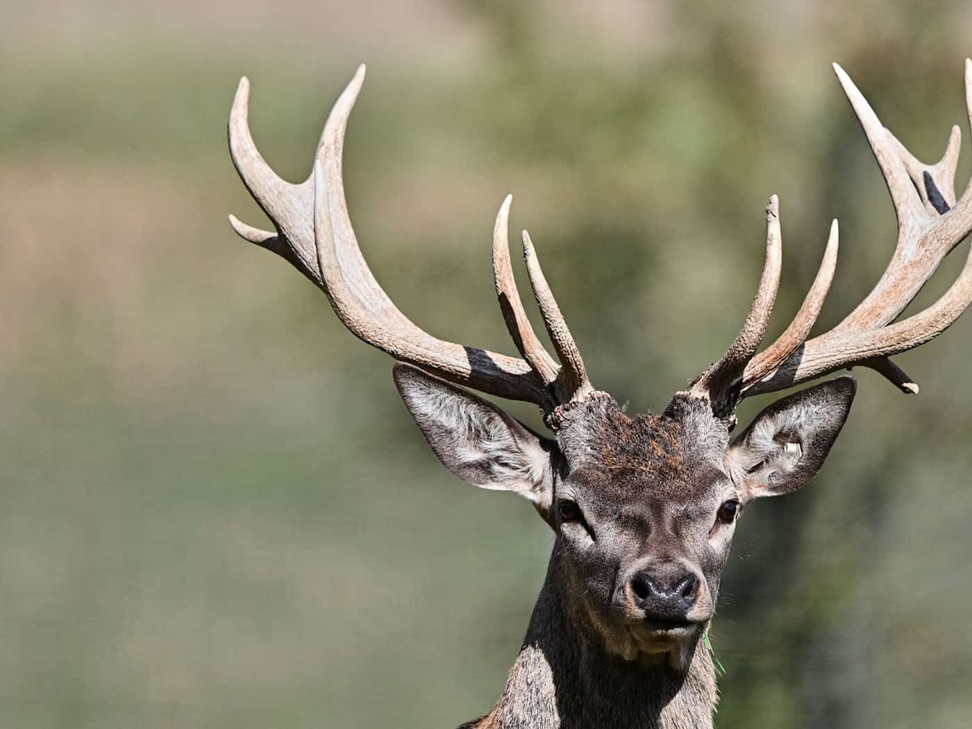 Hirsch attackiert 81-Jährige vor Wildgehege im Ehrental