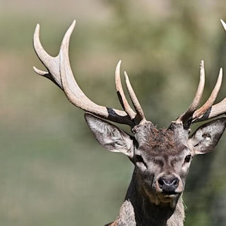 Hirsch attackiert 81-Jährige vor Wildgehege im Ehrental