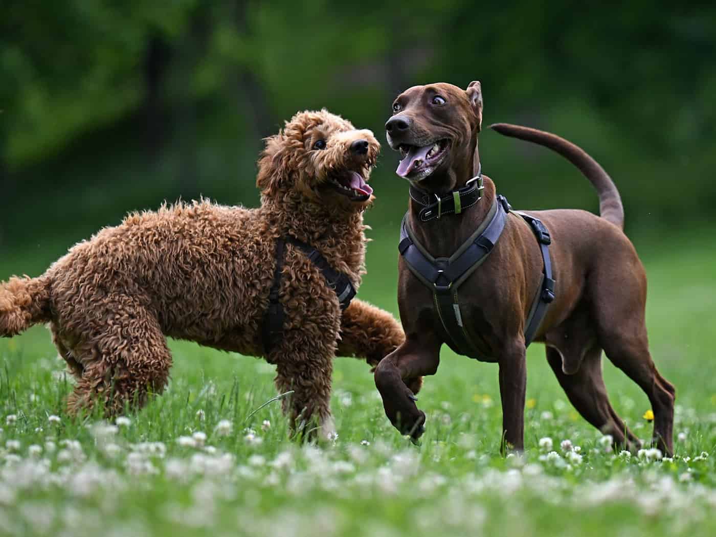 Thüringer Gemeinden nehmen 2025 rund 9,4 Mio. Euro Hundesteuer ein