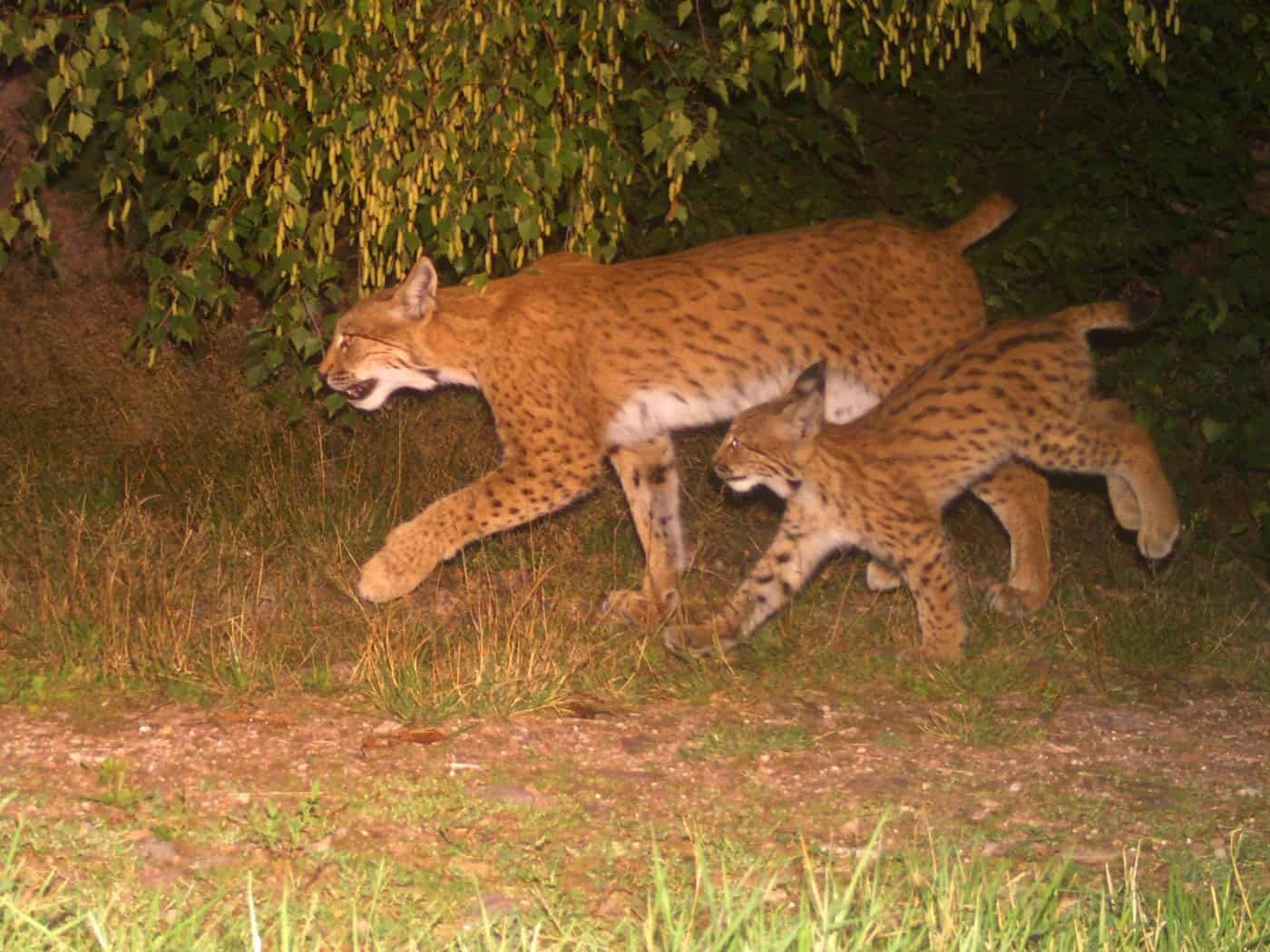 Luchs-Nachwuchs bei Ilmenau gesichtet