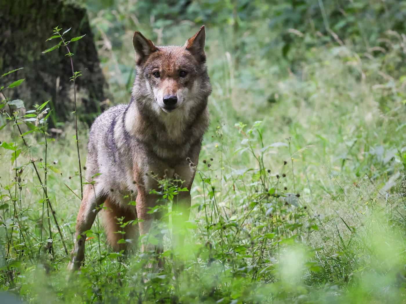 Neues Wolfsterritorium an Grenze von Hessen zu Thüringen