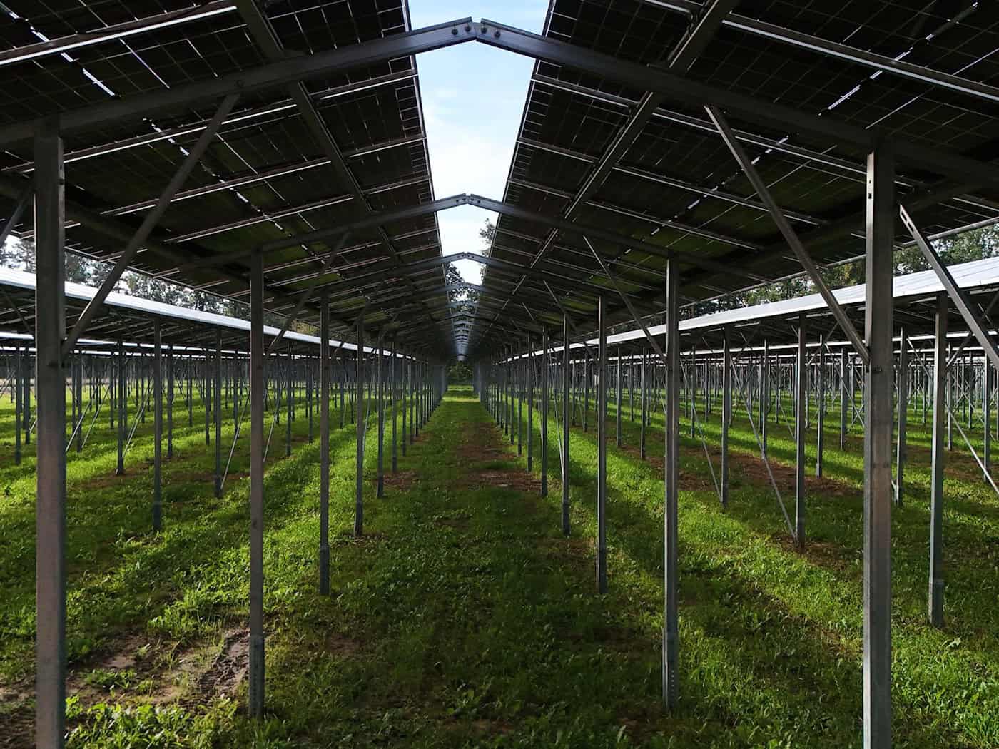 TEAG baut größte Agri-PV-Anlage Thüringens bei Bad Klosterlausnitz – Heidelbeeren unter Solarmodulen