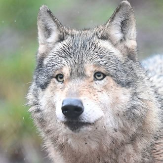 Neues Wolfsterritorium bei Reichmannsdorf im Landkreis Saalfeld-Rudolstadt bestätigt
