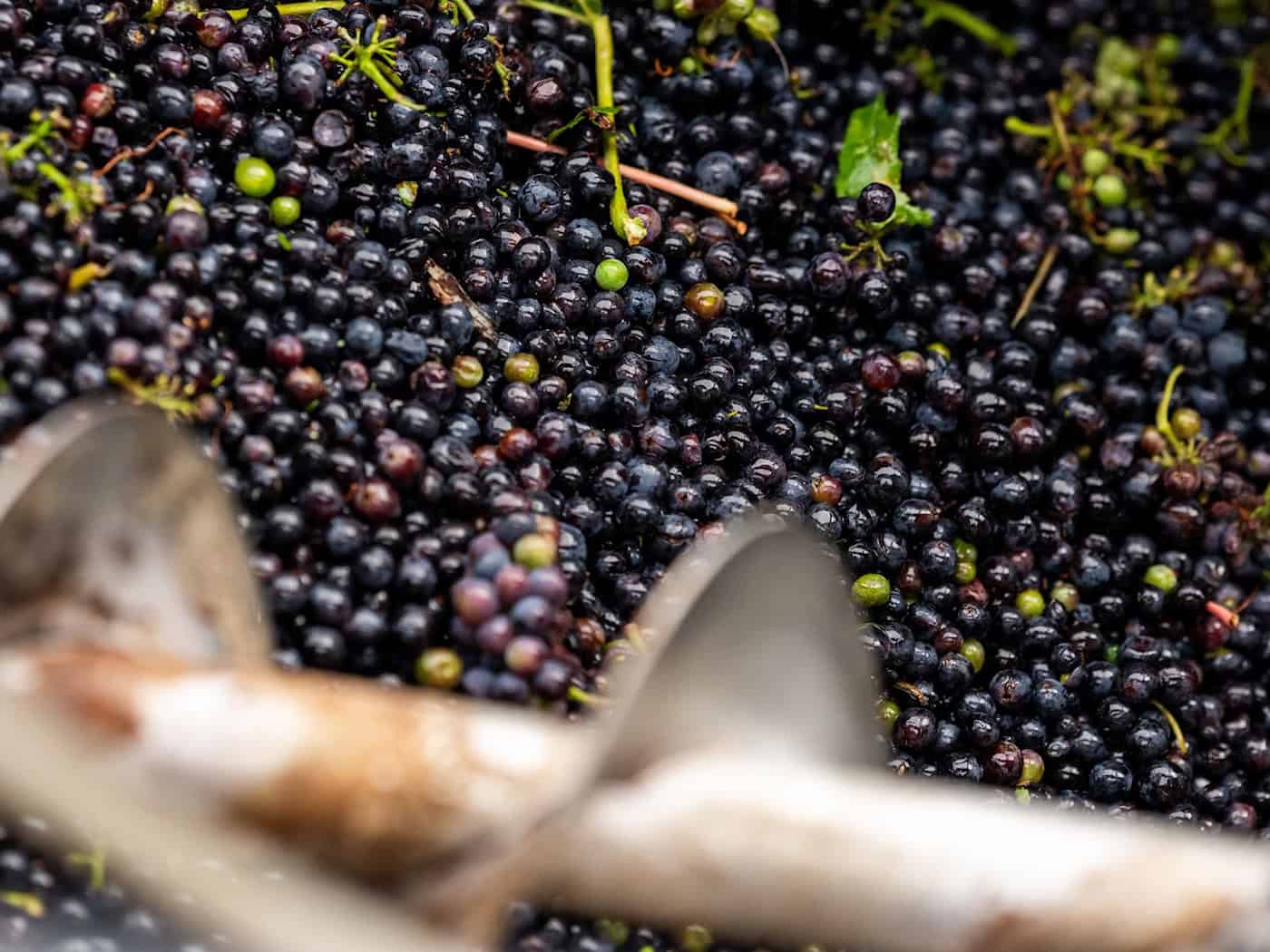 Thüringen: Weinlese 2026 durchschnittlich – Mengen unter Vorjahr, Qualität gut
