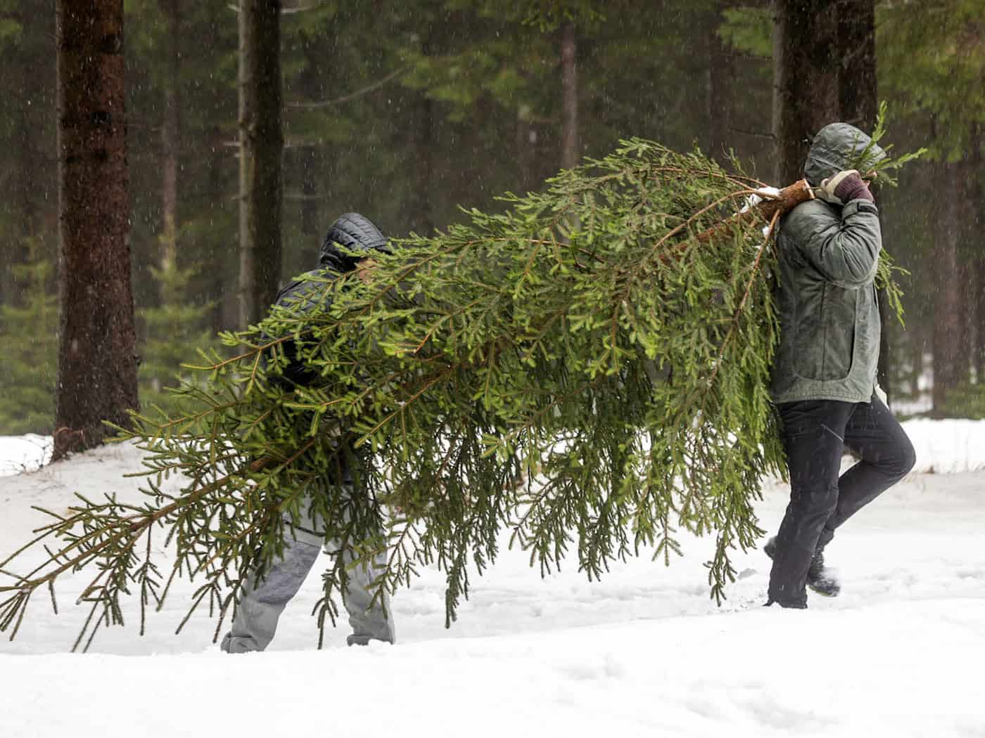 Warum Weihnachtsbäume in Thüringen etwas teurer werden