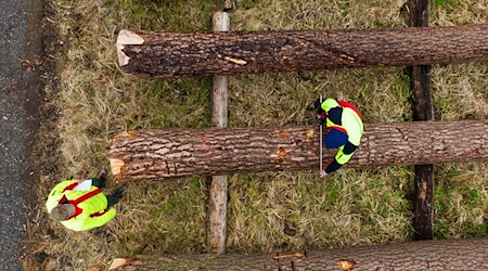 Zwei Mitarbeiter der Landesforsten vermessen auf dem Wertholzlagerplatz einen Baumstamm. / Foto: Philipp Schulze/dpa