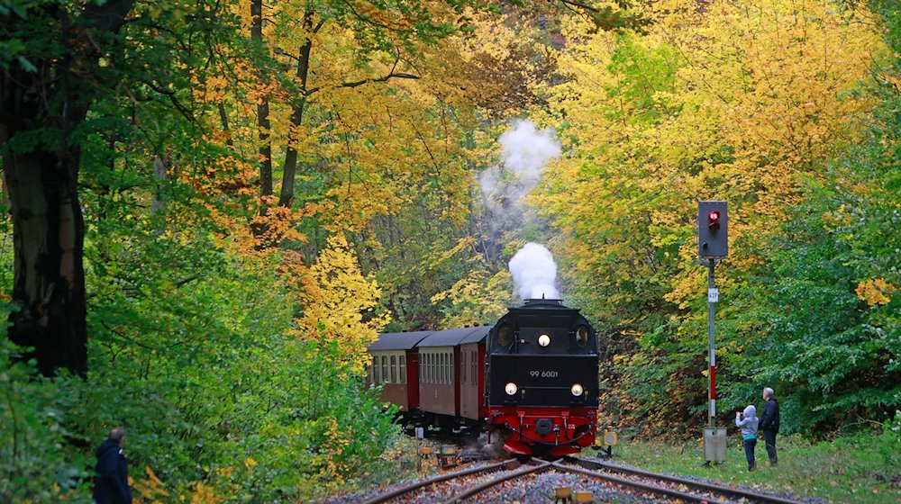 Ein Zug der Harzer Schmalspurbahn steht im Bahnhof Steinerne Renne in Wernigerode. / Foto: Matthias Bein/dpa/Archivbild