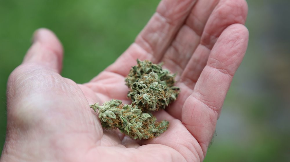 Eine Hand hält getrocknete Cannabis-Blüten. / Foto: Karl-Josef Hildenbrand/dpa/Symbolbild