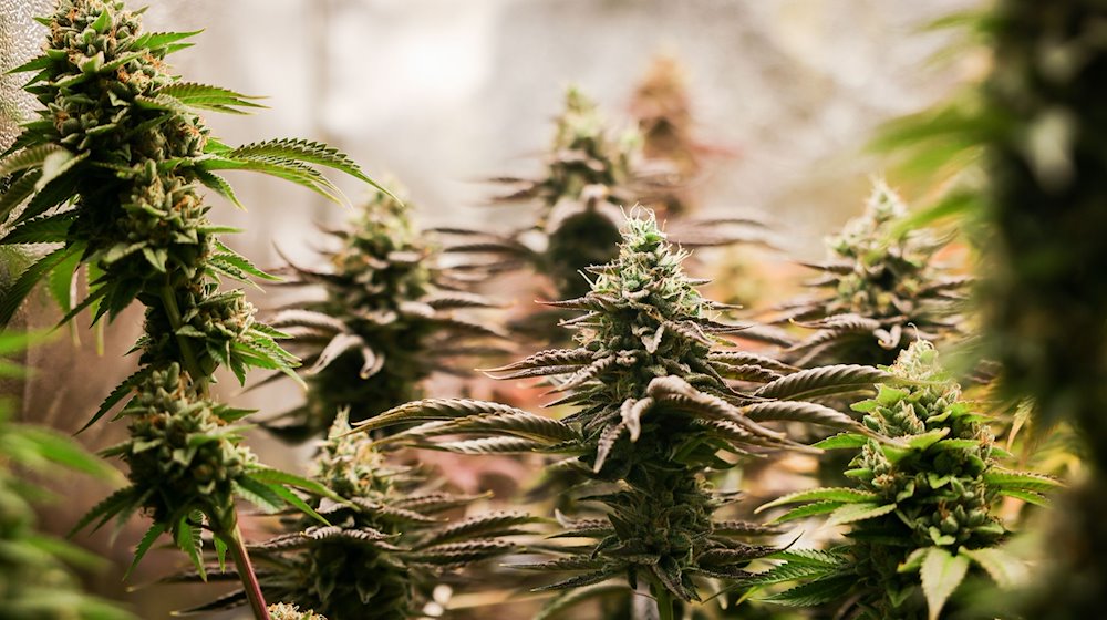 Erntereife Cannabispflanzen stehen in einem Aufzuchtszelt unter künstlicher Beleuchtung. / Foto: Christian Charisius/dpa/Symbolbild