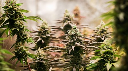 Erntereife Cannabispflanzen stehen in einem Aufzuchtszelt unter künstlicher Beleuchtung. / Foto: Christian Charisius/dpa/Symbolbild