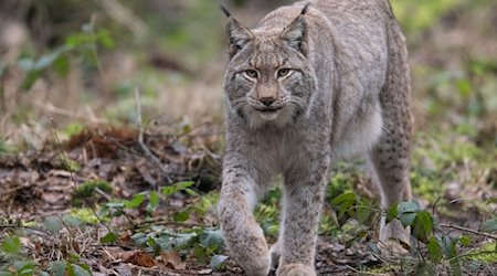 Ein Luchs spaziert durch sein Gehege im Wildpark Alte Fasanerie in Hanau. / Foto: Boris Roessler/dpa