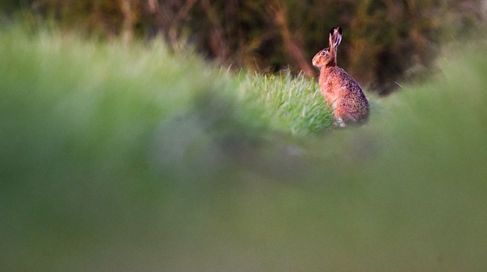 Ein Feldhase verweilt am frühen Morgen in der Leinemasch in der Region Hannover. / Foto: Julian Stratenschulte/dpa