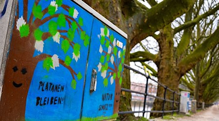 „Platanen bleiben!“ steht auf einem Stromkasten vor den Platanen am Weserufer. / Foto: Sina Schuldt/dpa