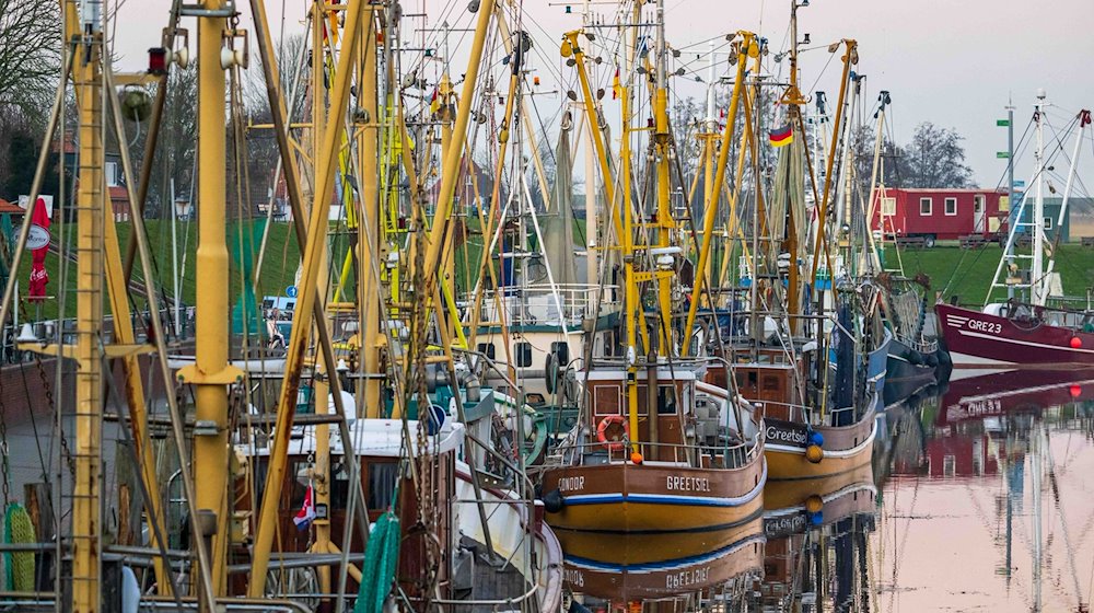 Krabbenkutter liegen im Hafen. / Foto: Sina Schuldt/dpa