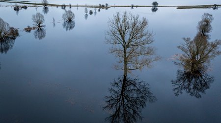 Bäume stehen auf einer unter Wasser stehenden Wiese und spiegeln sich in der Wasseroberfläche. / Foto: Jens Büttner/dpa