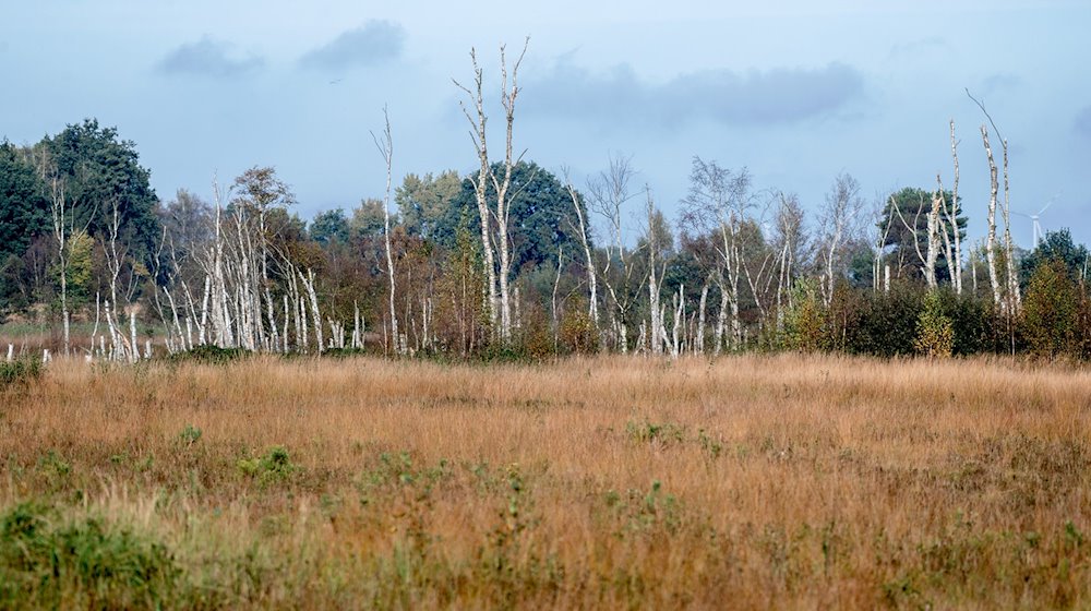 Zahlreiche Birken stehen in der Diepholzer Moorniederung nahe der Ortschaft Heimstatt im Landkreis Diepholz. / Foto: Hauke-Christian Dittrich/dpa