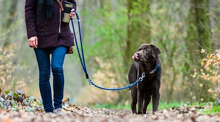 Eine Frau geht mit ihrem Hund spazieren. / Foto: Christophe Gateau/dpa/Symbolbild