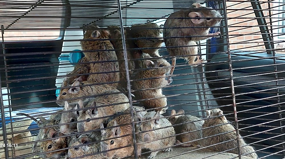 Mehrere Degus sitzen in einem Käfig in einem Auto. / Foto: Landkreis Uelzen/dpa