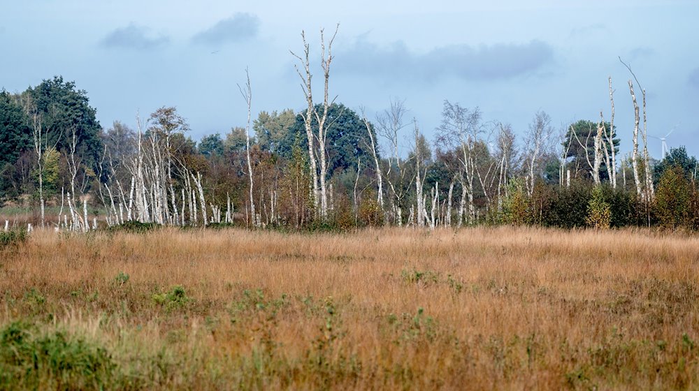 Zahlreiche Birken stehen in der Diepholzer Moorniederung nahe der Ortschaft Heimstatt im Landkreis Diepholz. / Foto: Hauke-Christian Dittrich/dpa/Archivbild