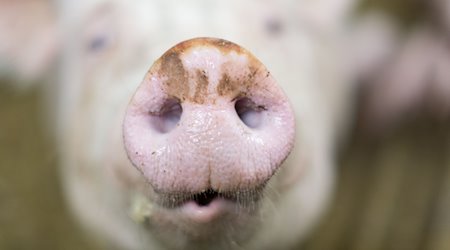 Die Nase einer Sau aufgenommen auf einem Biohof. / Foto: Friso Gentsch/dpa