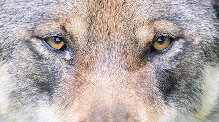 Ein Wolf ist zu sehen. / Foto: Julian Stratenschulte/dpa/Symbolbild