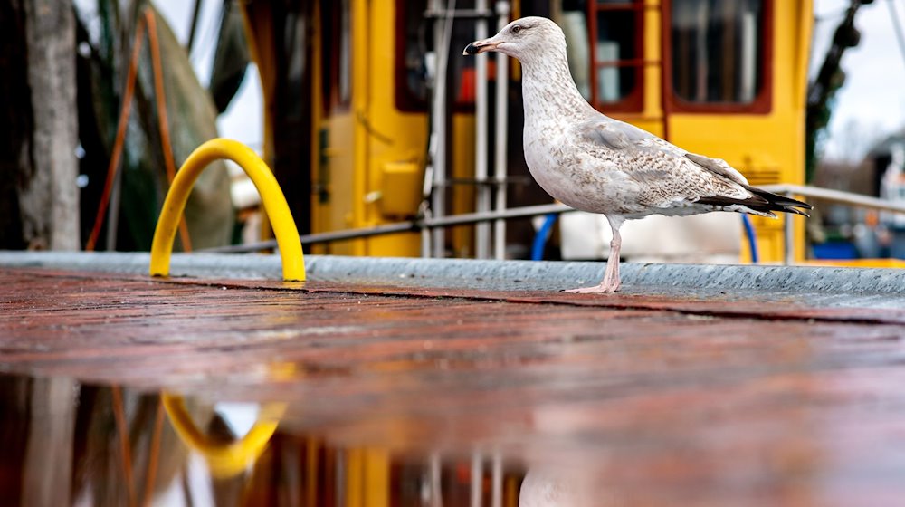 Eine Möwe steht bei wechselhaftem Wetter neben einer Pfütze im Hafen. / Foto: Hauke-Christian Dittrich/dpa