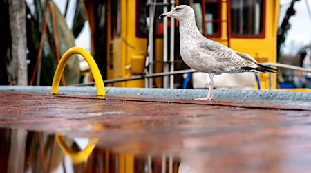 Eine Möwe steht bei wechselhaftem Wetter neben einer Pfütze im Hafen. / Foto: Hauke-Christian Dittrich/dpa