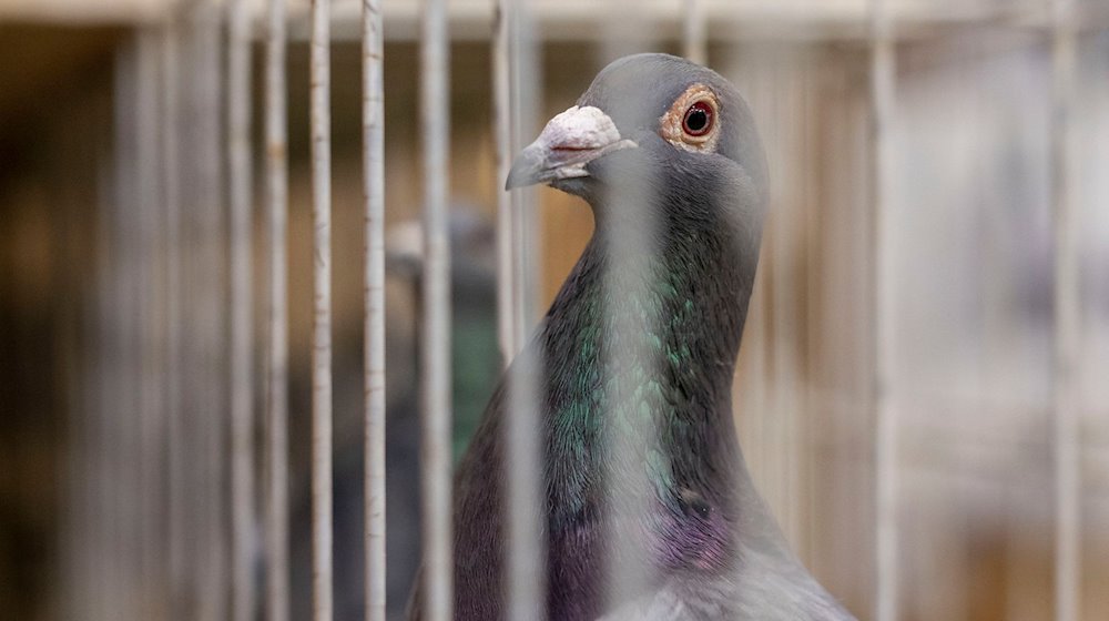 Eine Brieftaube sitzt in einem Käfig. / Foto: David Inderlied/dpa/Symbolbild