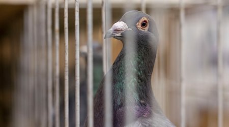 Eine Brieftaube sitzt in einem Käfig. / Foto: David Inderlied/dpa/Symbolbild