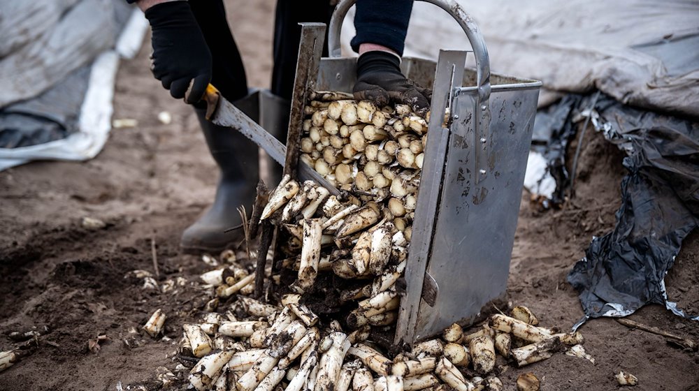 Spargel von einem beheizten Feld wird zurechtgeschnitten. / Foto: Sina Schuldt/dpa